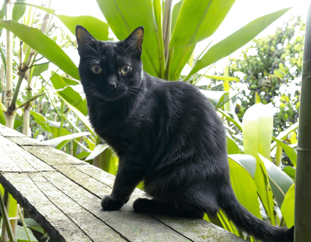 Climbing, Scratching, Relaxing—Find the Perfect Cat Tree!