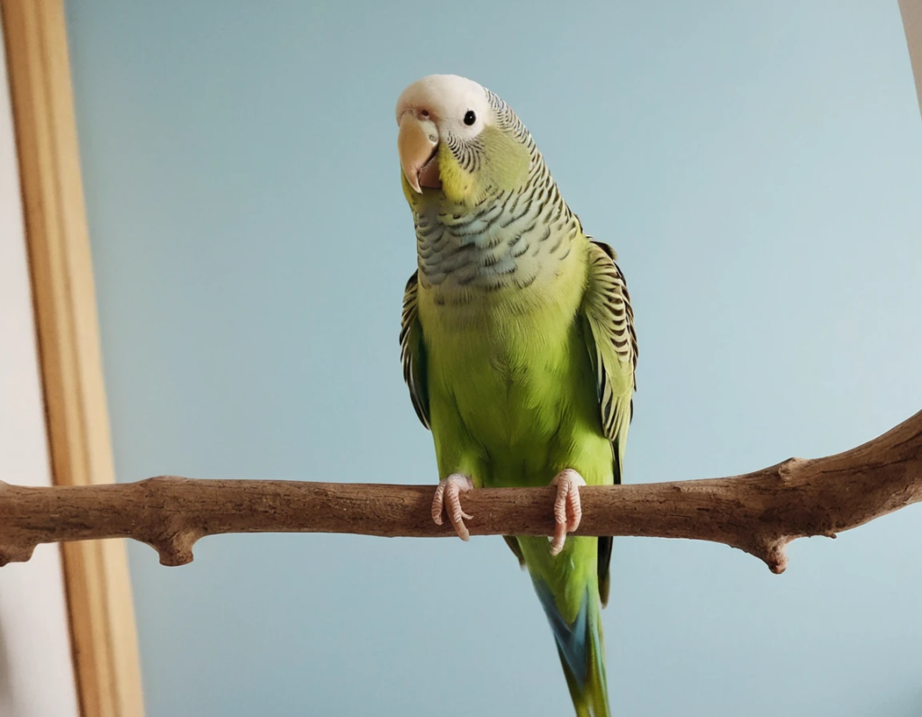How to Safely Clip Your Parakeet’s Wings