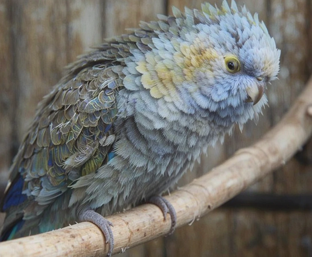 Best Parakeet Perches A Complete Guide_09