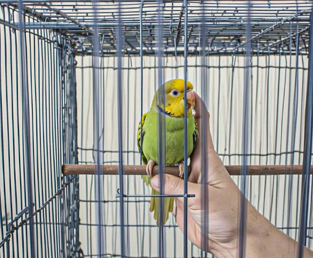 How to Clean a Parakeet Cage